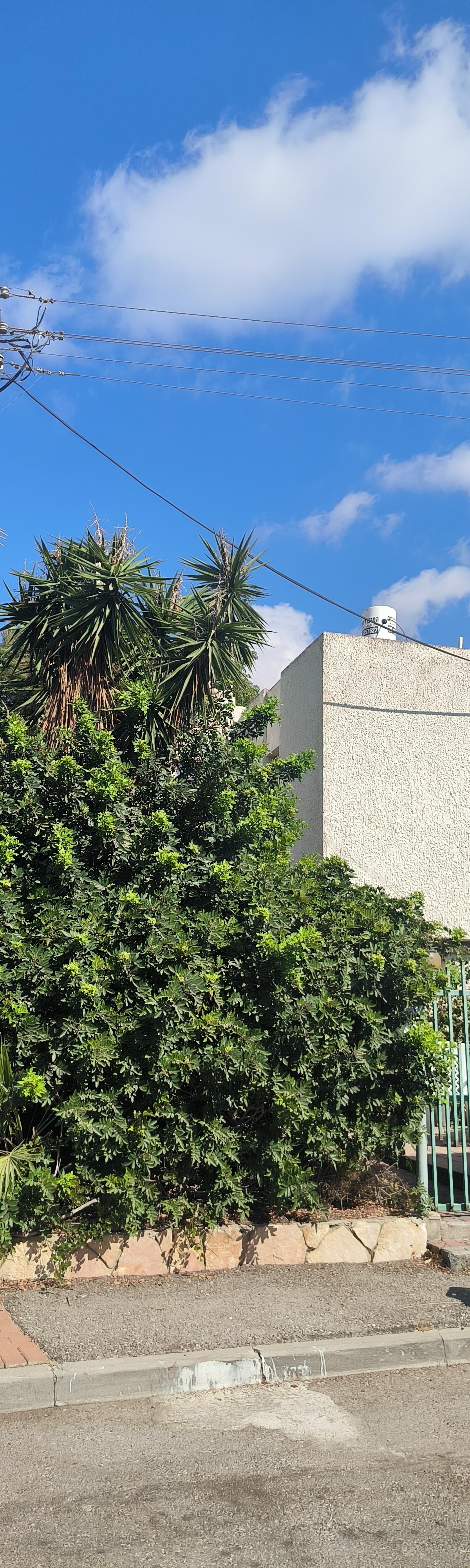 Maison individuelle à vendre à Shevet Menashe, Herzliya - שבט מנשה, הרצליה - photo 6